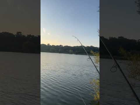 Louie’s hooked his first fish of the session! #foryou #youtubeshorts #shorts #fishing #fish #fyp