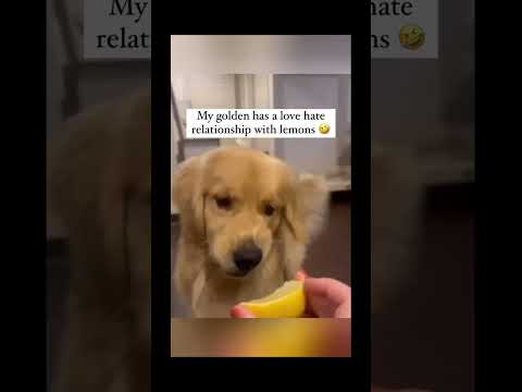 funnydogs#cute#doglover#doglife#cure#dogshorts#pet#doglife#dogshorts