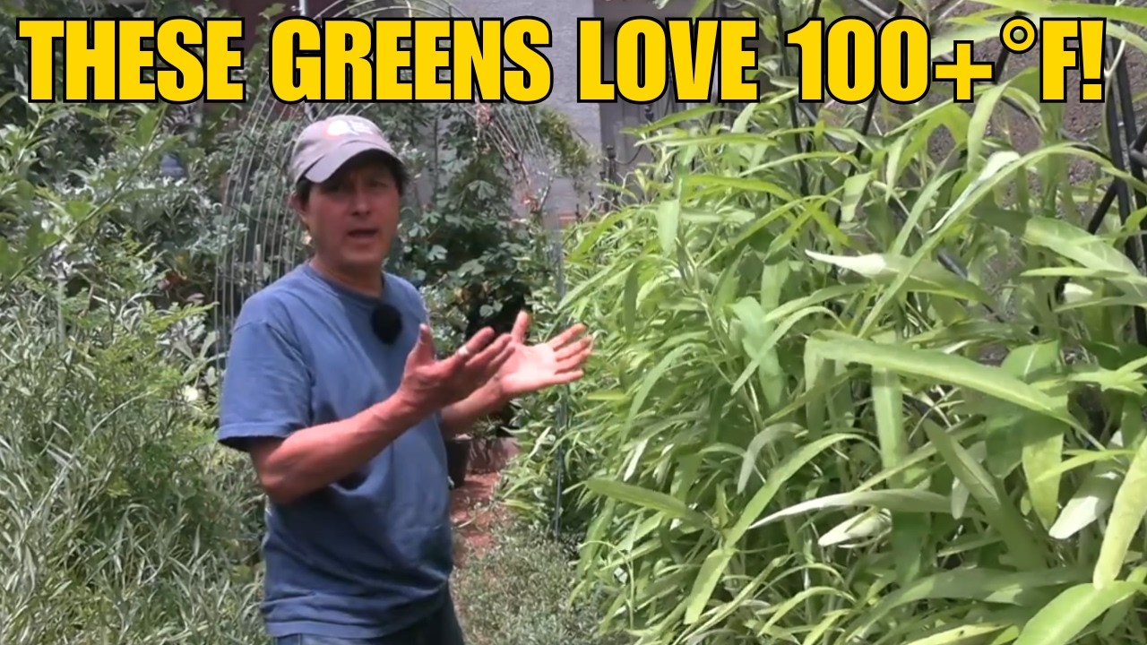 Heat-Proof Leafy Greens That Grow Like Crazy in 100+°F Summer Heat