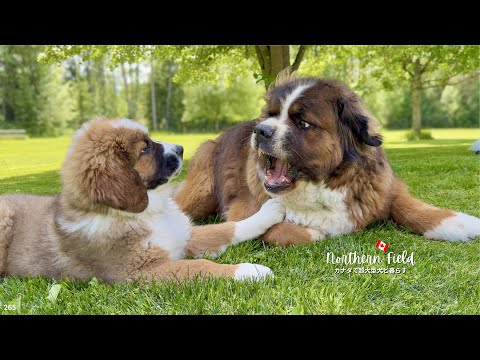 兄犬に怒られてもへっちゃら|今日も暴れ回る超大型犬パピー
