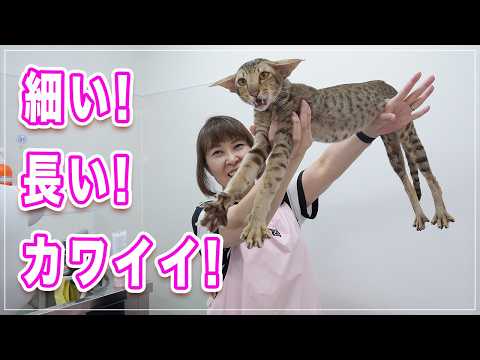 【ストラーダちゃん】耳がダンボすぎて飛べそう、体まで細長いレア猫種を初公開、なぜかみーちゃん先生が触ると一瞬で大人しくなる不思議【オリエンタルショートヘア】