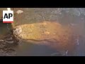 Gators cope with freezing temperatures in frozen ponds