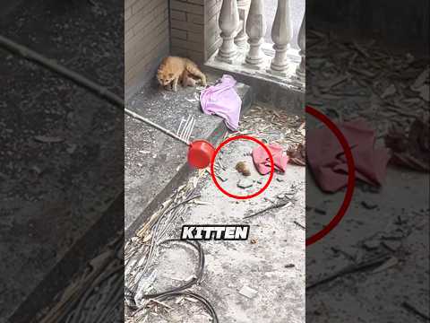 犬の動画サムネイル - She helps a lost newborn kitten get back to its mother ❤