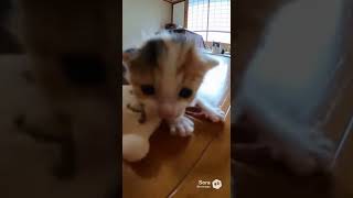 ぬいぐるみで転ぶ子猫。見守る母猫/Kitten Trips Over a Plush Toy While Mom Cat Watches #