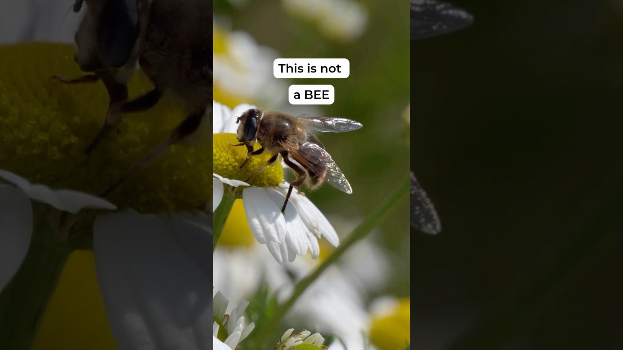 Without #pollinators, there is no food #biodiversity #eu
