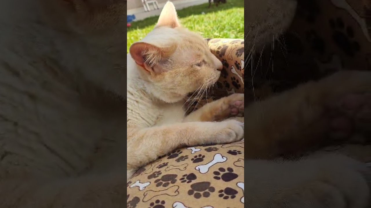 Como utilizar o terminal integrado do Visual Studio Code | Bruno Brito