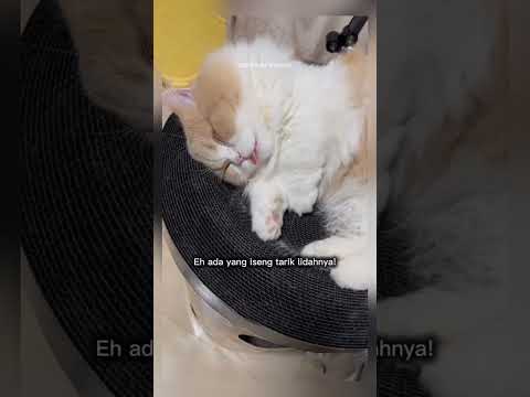 kucing ini di ganggu #shorts #short