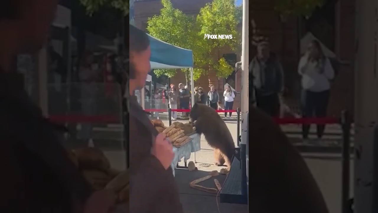 CAUGHT BREAD-HANDED: Bear raids Aspen farmers market bakery