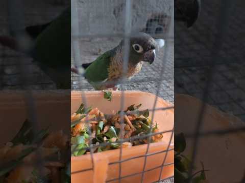 Morning softfood routine for conures & cockatiels #birds #food #pets #conure #cockatiel