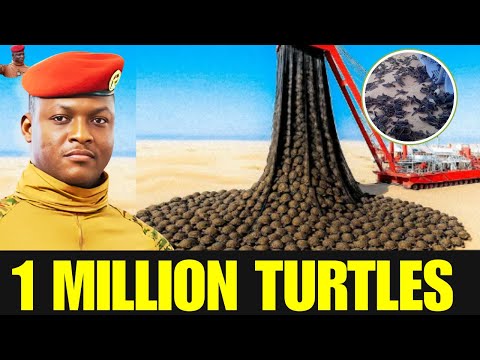 Pourquoi Ibrahim Traoré a-t-il relâché des millions de tortues dans le désert ?Une raison choquante!