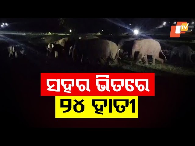 Elephant Herd Enters Patna Town, Sparks Panic in Kendujhar District