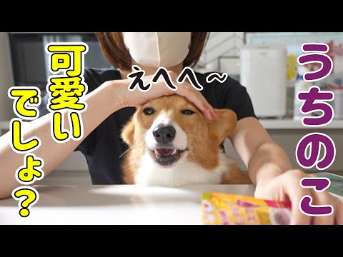 最近のモナちゃんの可愛いところ