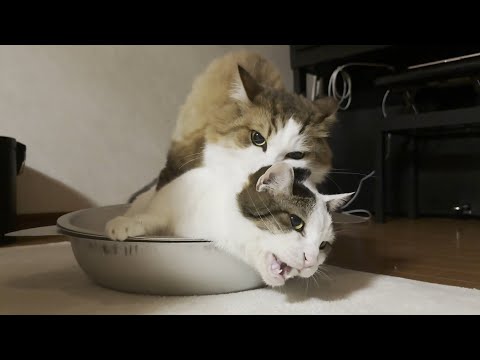 「そんな日もあるよ」と労いの言葉をかけてあげたくなる猫