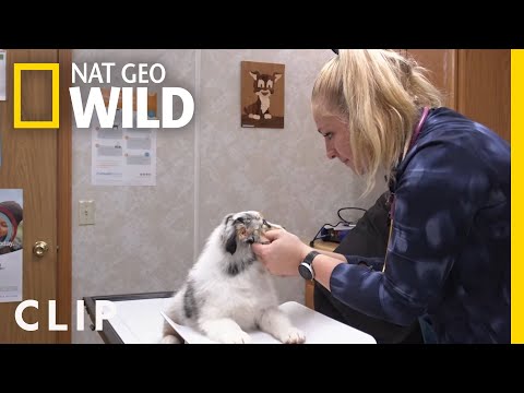 Aussie Puppies Go for a Check Up | The Incredible Dr. Pol