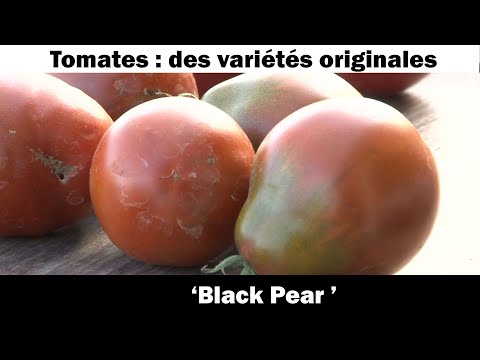 La tomate ' Black Pear ‘: culture et recette