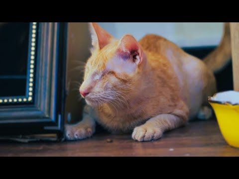 No Eyes Orange Cat - He is Blind But Very Happy with Friends | Viral Cat
