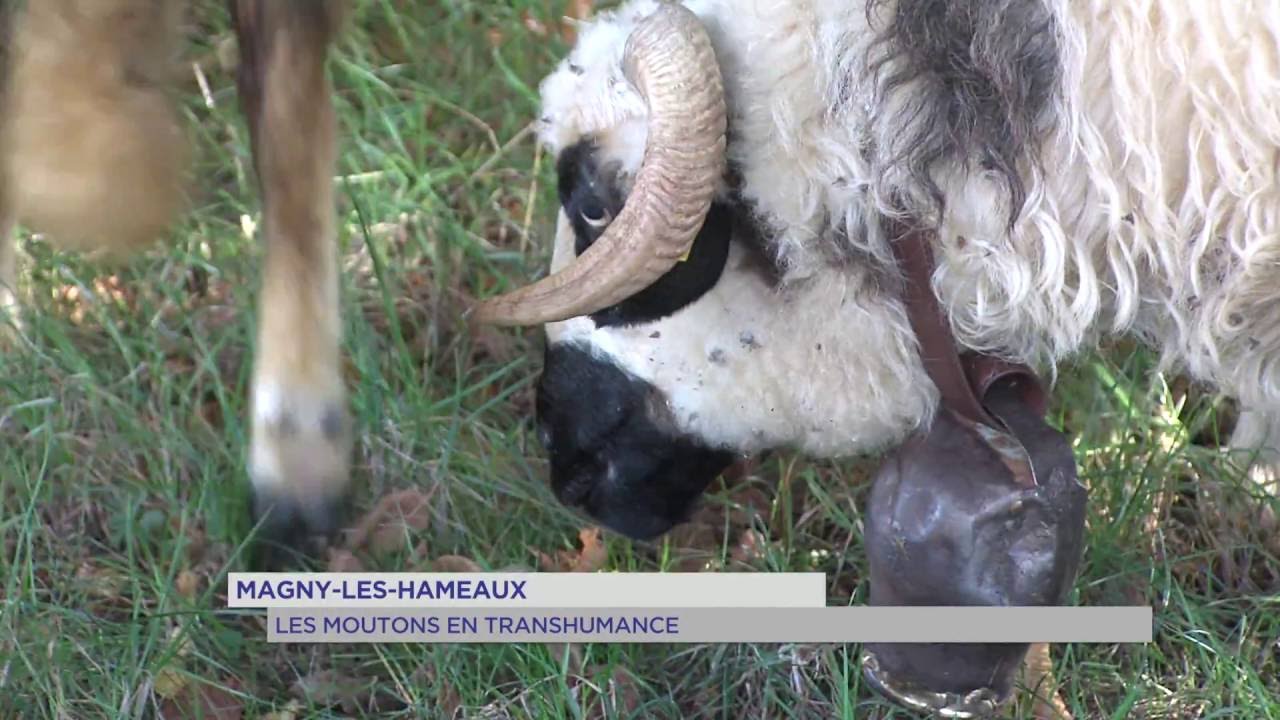 Magny-les-hameaux : les moutons en transhumance