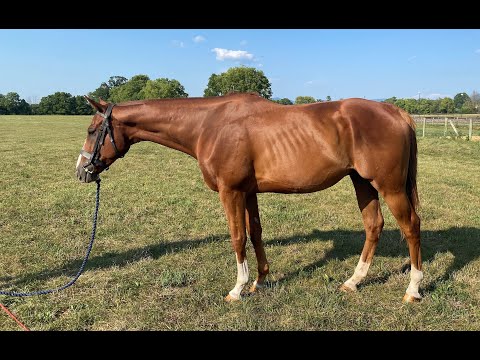 7 y/o Unraced 16.3 HH Thoroughbred Gelding