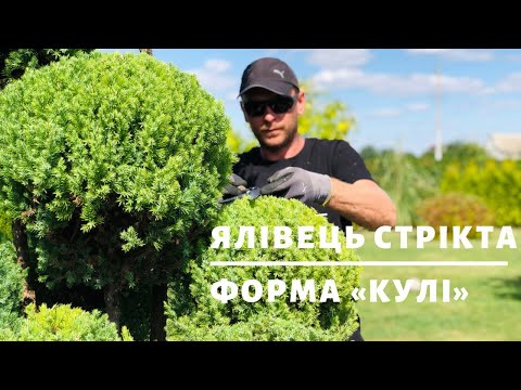 Ялівець Стрікта. Топіарна форма "кулі" | ТОПІАРНИЙ САД