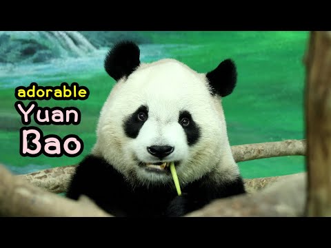圓寶覓食吃箭筍大餐,可愛吃播 part 1, Giant Panda Yuan Bao,圆宝,貓熊,大貓熊,大熊貓|台北市立動物園|Taipei Zoo #팬더 サムネイル