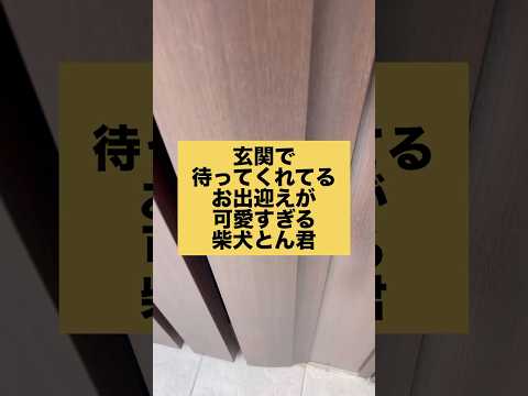 柴犬とん君のかわいいお出迎えシリーズ：癒しの瞬間を見逃さないで サムネイル