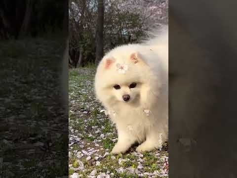 #cute #cutpuppy #puppy#love  #puppylove #asthetic #shortvideo #trending #trendingsong #trendingshort