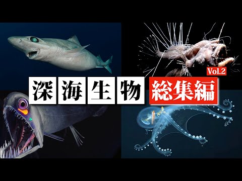トレンド創作の動画サムネイル - 【総集編 Vol.2】魅力あふれる深海生物たちを徹底解説