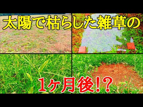 夏の雑草対策｜ビニールシートで枯らした雑草の1ヶ月後が凄い事になっていた