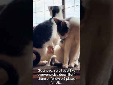 Please you scroll you will not see meagain #helpmeplease #catrescue #catheart #lovelycat