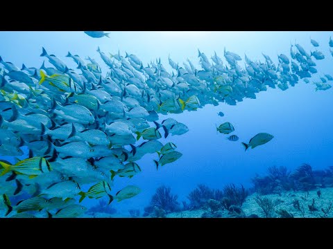 An Ocean Story'