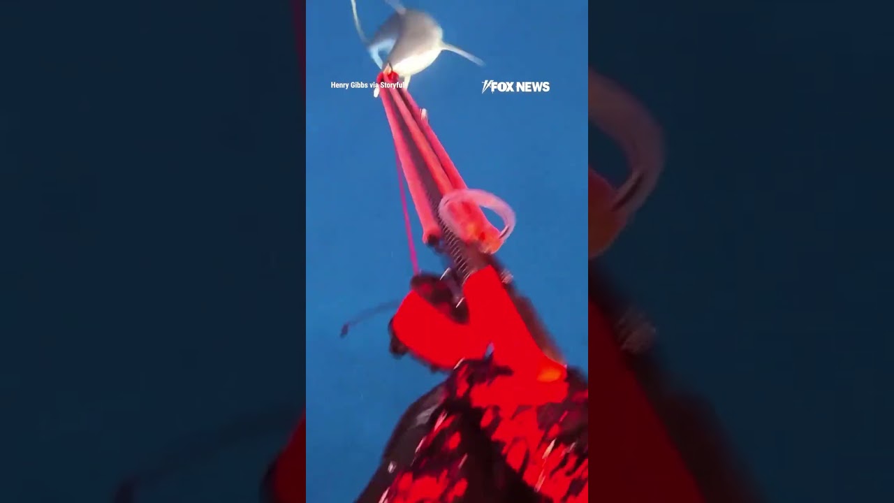 TERRIFYING ENCOUNTER: Diver captures shark attack on camera #shark #shorts #sharkattack #scary