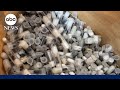 Teen ant smugglers sentenced to fine or 1 year in prison