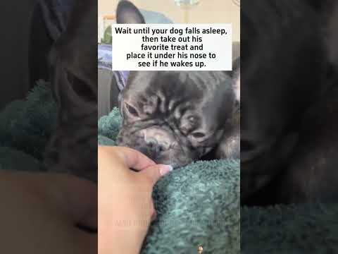 funnydogs#cute#doglover#doglife#cure#dogshorts#pet#doglife#dogshorts