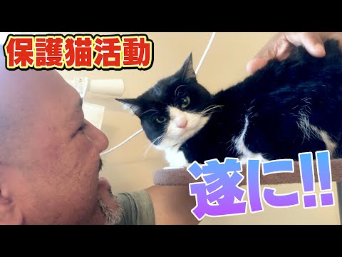 【多頭飼育崩壊から保護猫へ】サンシャイン池崎一門のラミレスおじさんのお家で急成長したサクラが遂に!