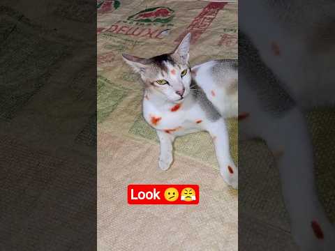 Cat Angry With Me Coz I'm ✊#cat #funnyanimal #funny #catfunny #catvideos