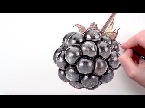 How to paint a shiny blackberry in watercolour with Anna Mason