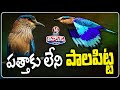 Indian Roller Bird  (Pala Pitta) Missing Ahead of Dasara Celebrations This Year | V6 Teenmaar