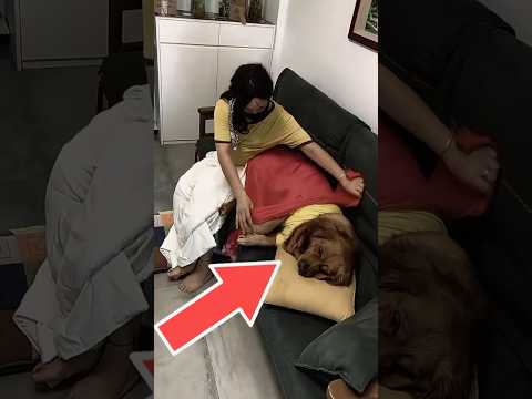 Dog Treated Like Royalty 👑🐶