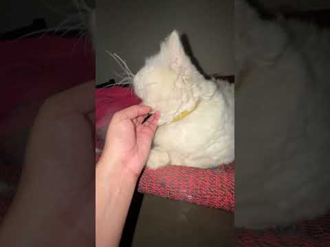 Catlover #catslove #ytshorts #viralvideo #shortvideo #choto