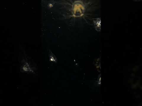 猫の動画サムネイル - ドフラインクラゲ #shorts #かもすいのクラゲたち