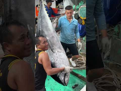 Taiwan's donggang fish cutting master showcases the art of bluefin tuna cutting#黑鮪魚 #seafoodmarket