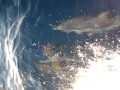 Des dauphins bleus en mer Egée