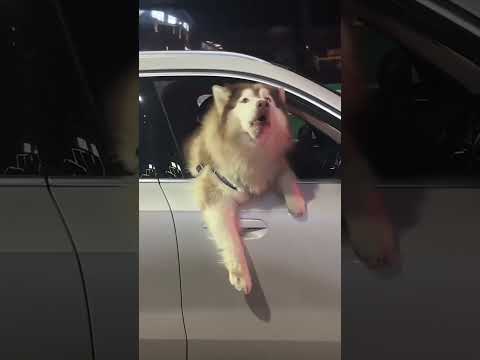 Funny and cute dogs compilation#funnydogs#cute#doglover#doglife#cure#dogshorts#pet#doglife