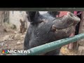 Wisconsin family helps lost pig Kevin Bacon find his way home