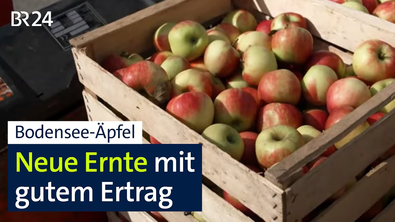 Zufriedenstellende Apfelernte am Bodensee | Abendschau | BR24