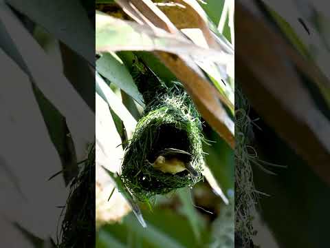 Weaver Bird Build Nest The Most Beautiful Bird Nest 0013 #birds #birdhome #nature
