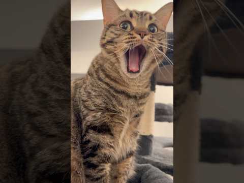猫の動画サムネイル - お留守番ﾌﾟﾁたぬきに感謝の儀式...笑 #shorts #猫 #cat