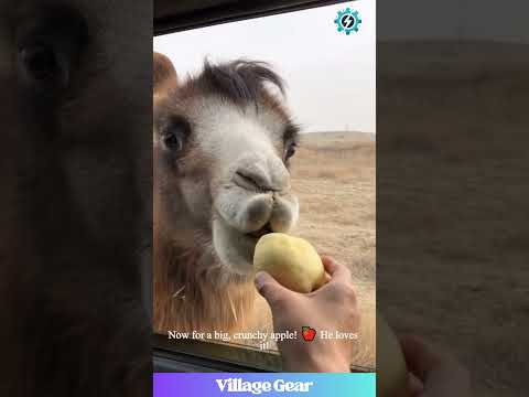 ADORABLE Camel Snack Time!🥰 Watch This Gentle Giant's HILARIOUS Smile After Eating an Apple! #camel