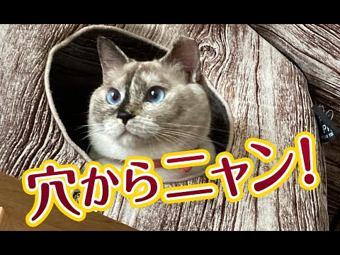 【猫動画】穴からニャン！〜にゃんともパレード〜#猫動画#猫#341