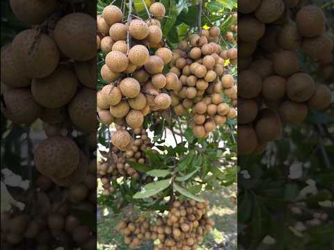 Top 5 Most Important Fruits for Early Humans 🍇🍎